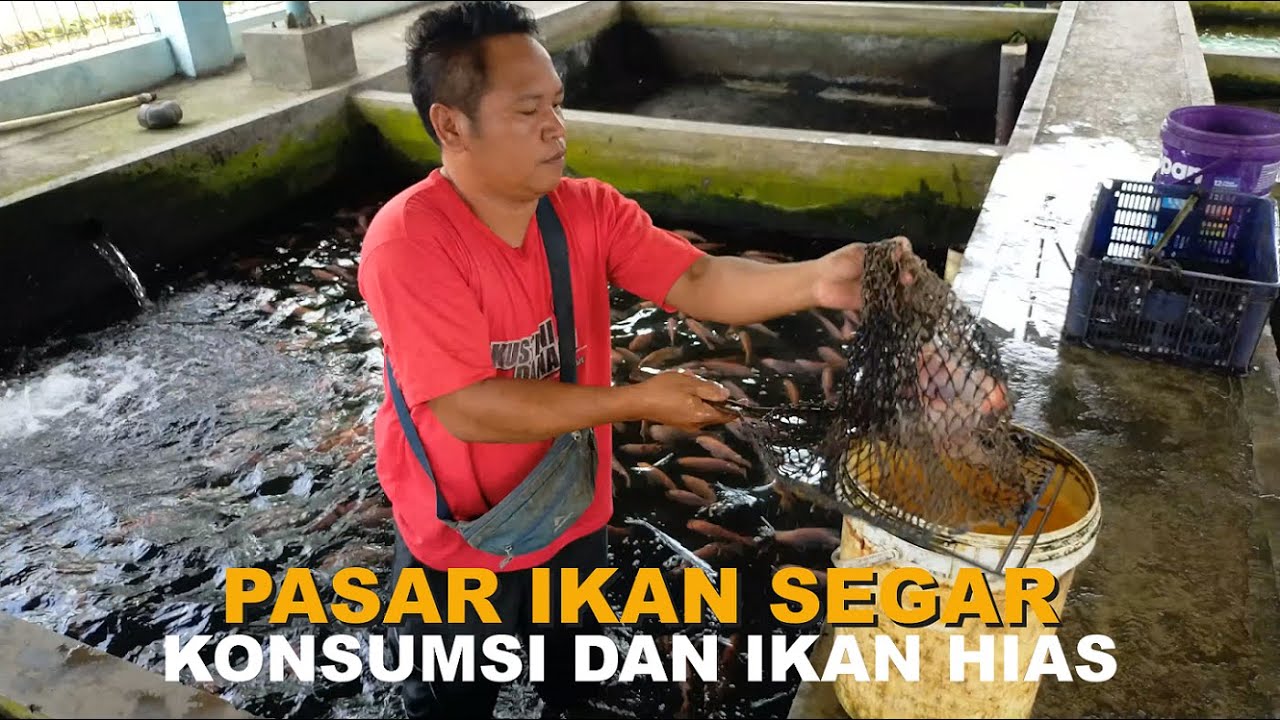 Sehari Laku 40-100 kg  Ikan Segar Konsumsi