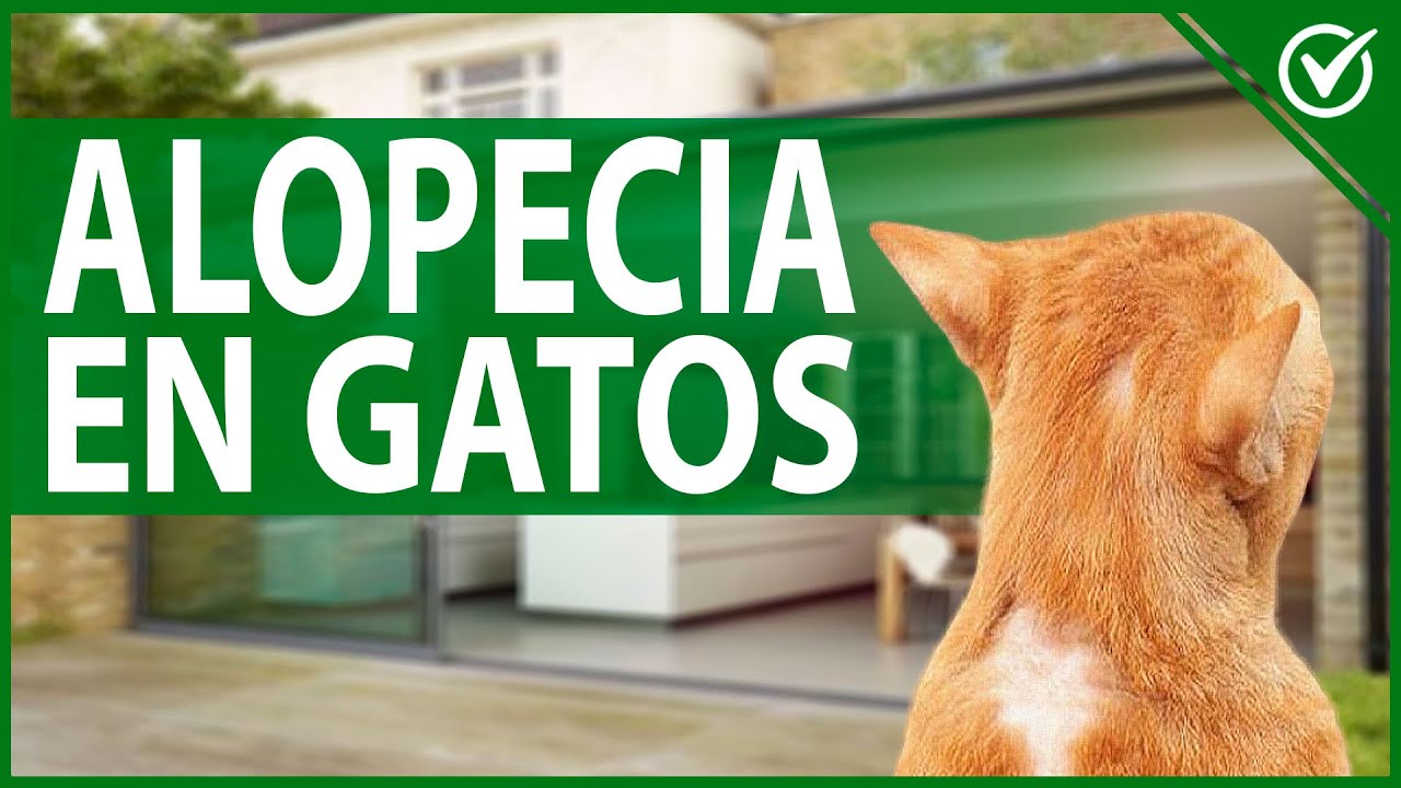 🐱 Causas de la Alopecia Felina - Cómo Tratar las Calvas o Alopecia en Gatos 🐱