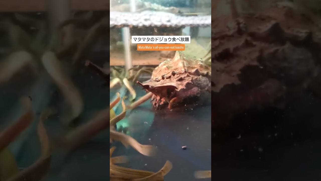小さかったマタマタがドジョウを食いまくってかなり成長しました！#レプタイルストアガラパゴス #reptilestoregalapagos #マタマタ #matamata #爬虫類 #爬虫類ショップ