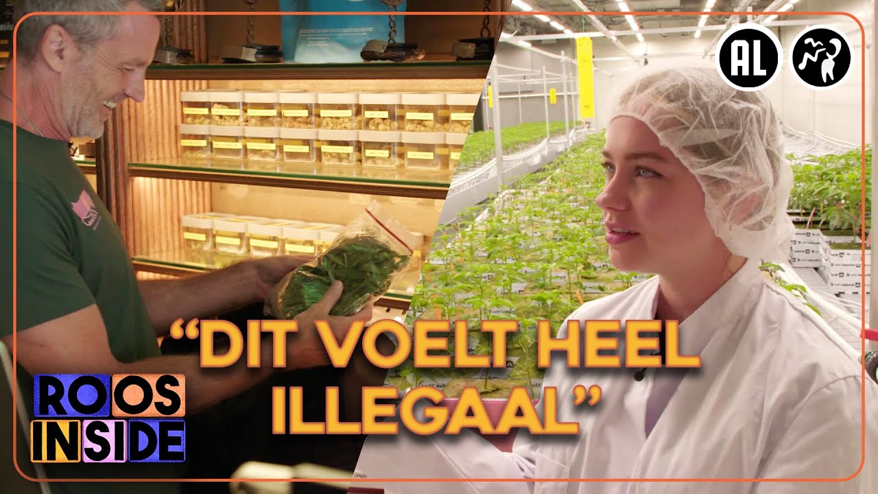 In een legale wietplantage | Roos Inside #7