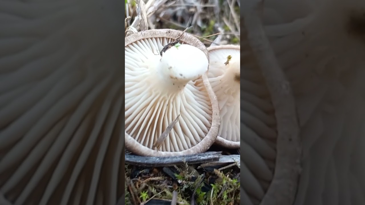Karakulak, kulacık, diken mantarı #mantar #mushroom