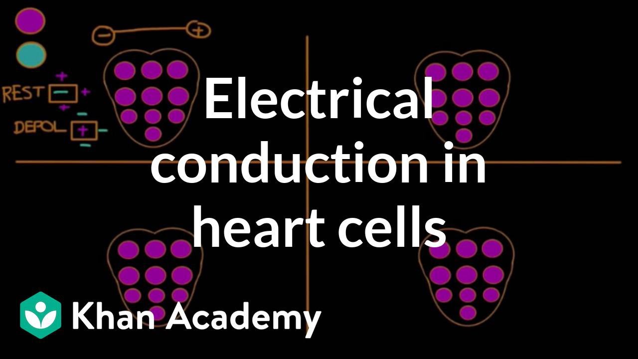 Electrical conduction in heart cells | Circulatory System and Disease | NCLEX-RN | Khan Academy