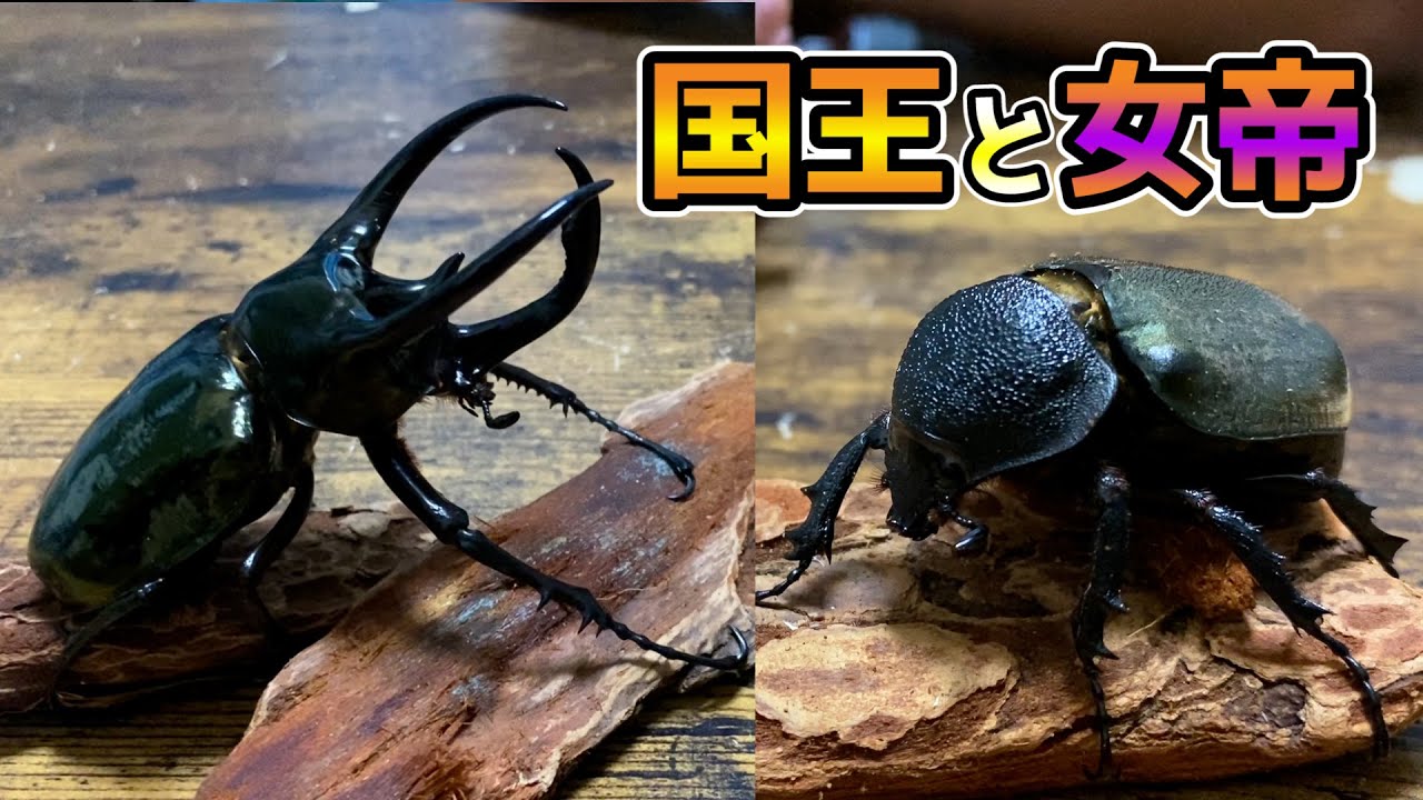 【アトラスオオカブト】凄まじい貫禄のカブトムシ
