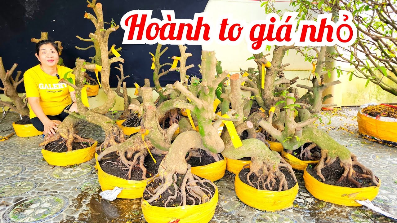 Khen📲 O366I79776 mới nhập đội hoành to giá nhỏ 28/2 mai vàng Chợ Gạo (@MaivàngQuêdừa)