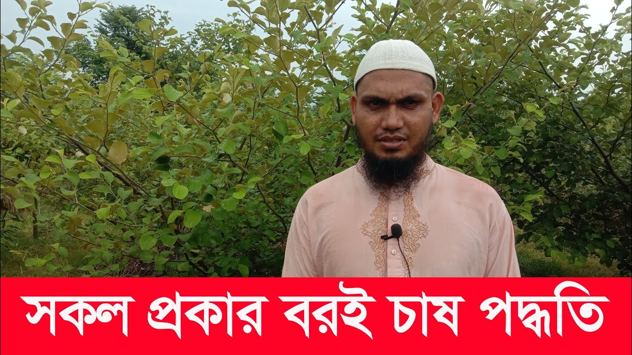 বরই চাষ পদ্ধতি।  boroi chas.