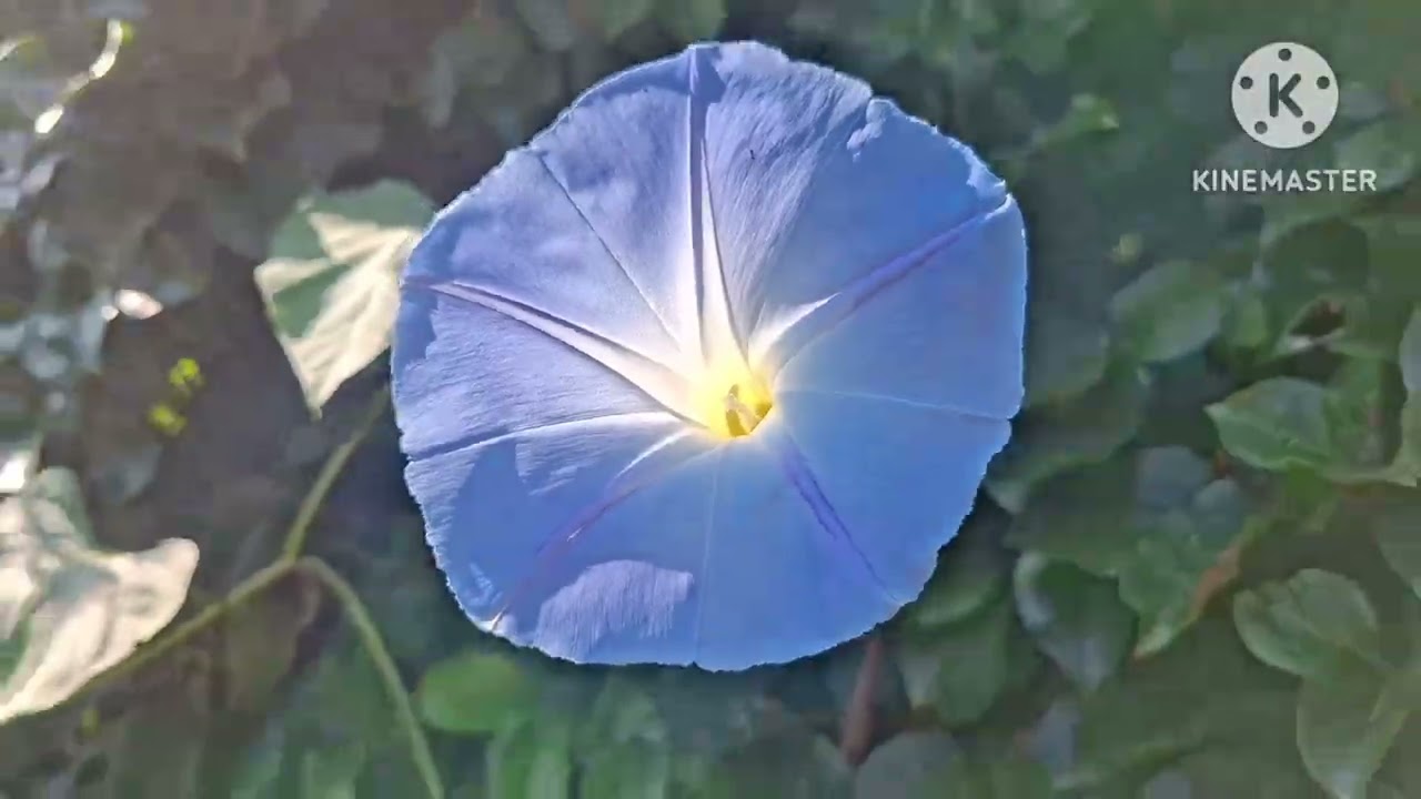 ชมสวน,ซุ้มดอกไม้#สวย#สดใส🎄🎋⚘️🥀🌻🪻🌺🦋🐝😍🥳💦🏃🏃‍♀️