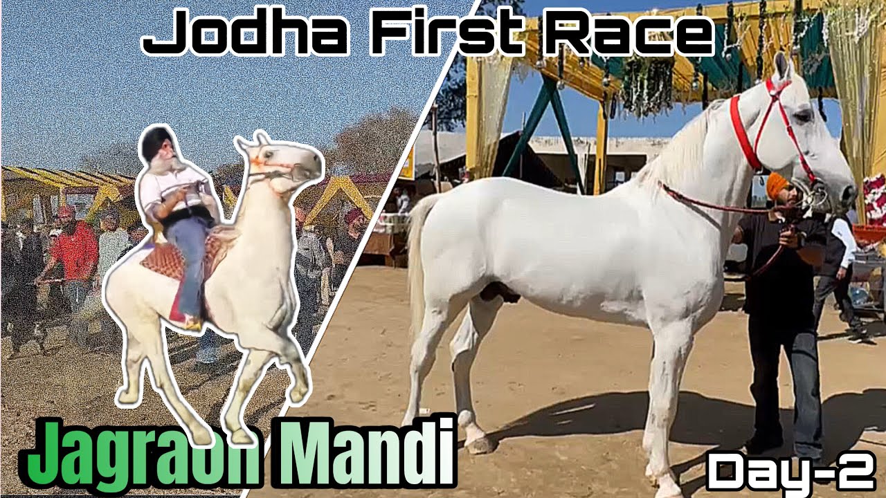 Jodha nu pata first Ravia race ch🐎//Jagraon Horse Mandi⛳️Day-2