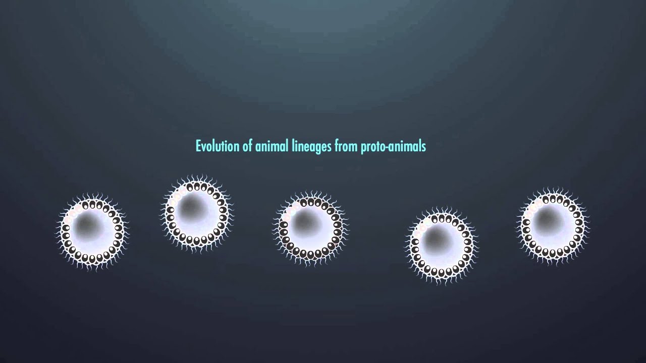 Early evolution of animals