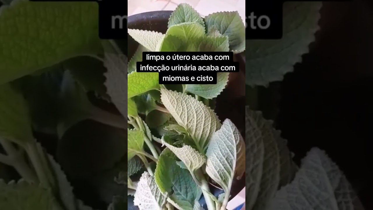 ESTE CH&Aacute; LIMPA O &Uacute;TERO, ACABA COM CORRIMENTO E MIOMAS🌿🍵 #chas #dicas #chasmedicinais #receitas