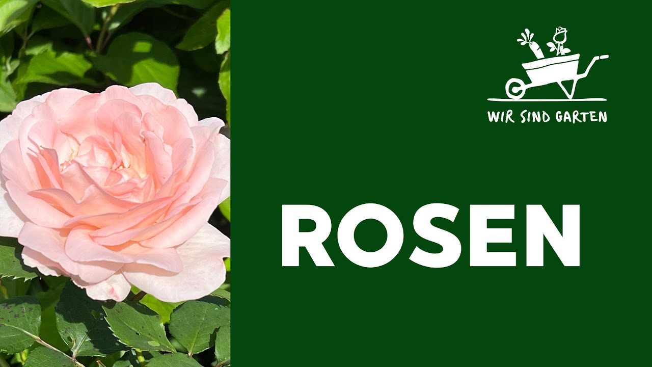 Alles über Rosen! Mit Rüdiger Ramme