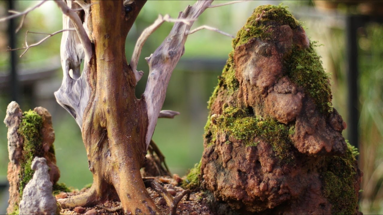 Samantha - penjing - Jabuticabeira (Plinia cauliflora) vídeo 8