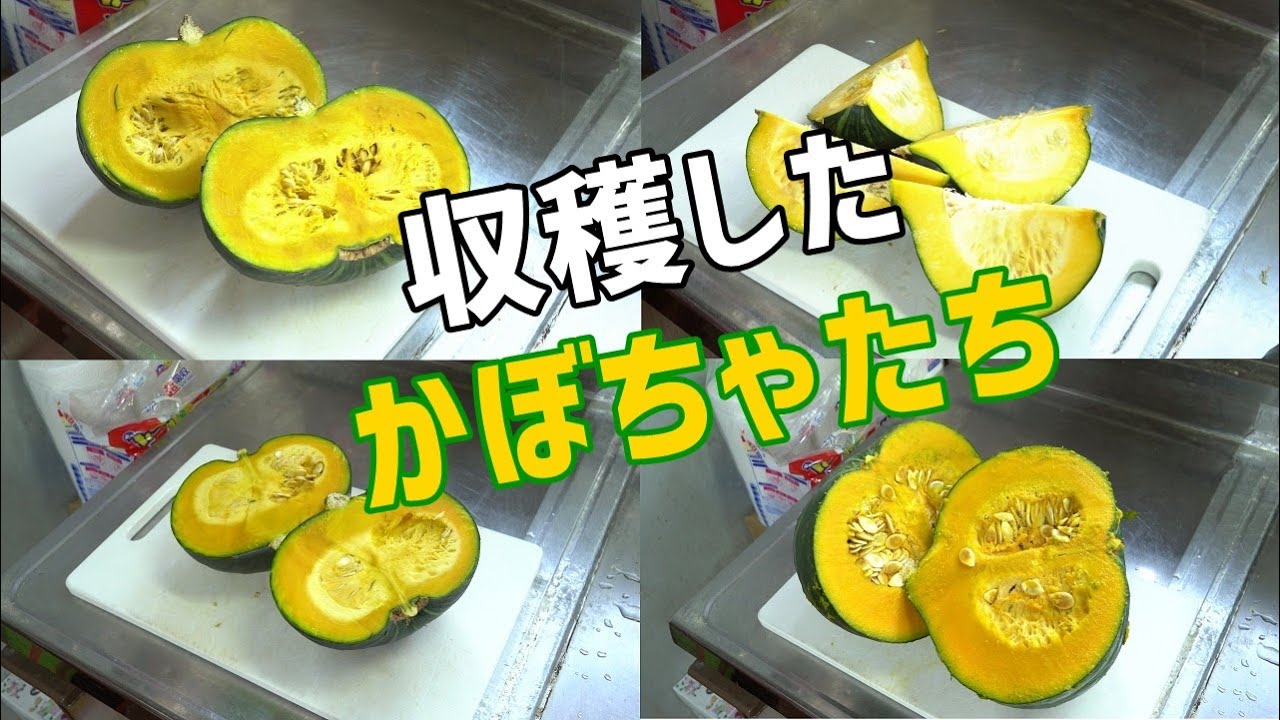 スーパーのかぼちゃの種から育てたかぼちゃの実食編