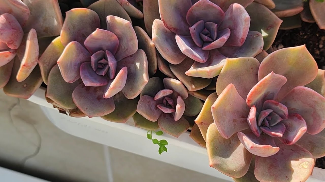 Antalya yolcusu kargomuzu hazırlayalım💐🌹#succulent #youtube #benionecikar 
