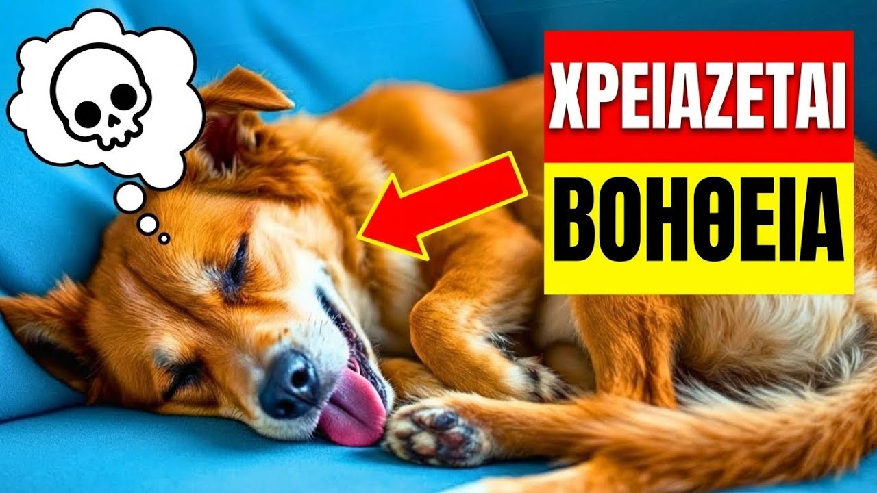 16 ΚΡΙΣΙΜΑ ΣΗΜΑΔΙΑ Ότι Ο ΣΚΥΛΟΣ Σου ΙΚΕΤΕΥΕΙ Για Βοήθεια