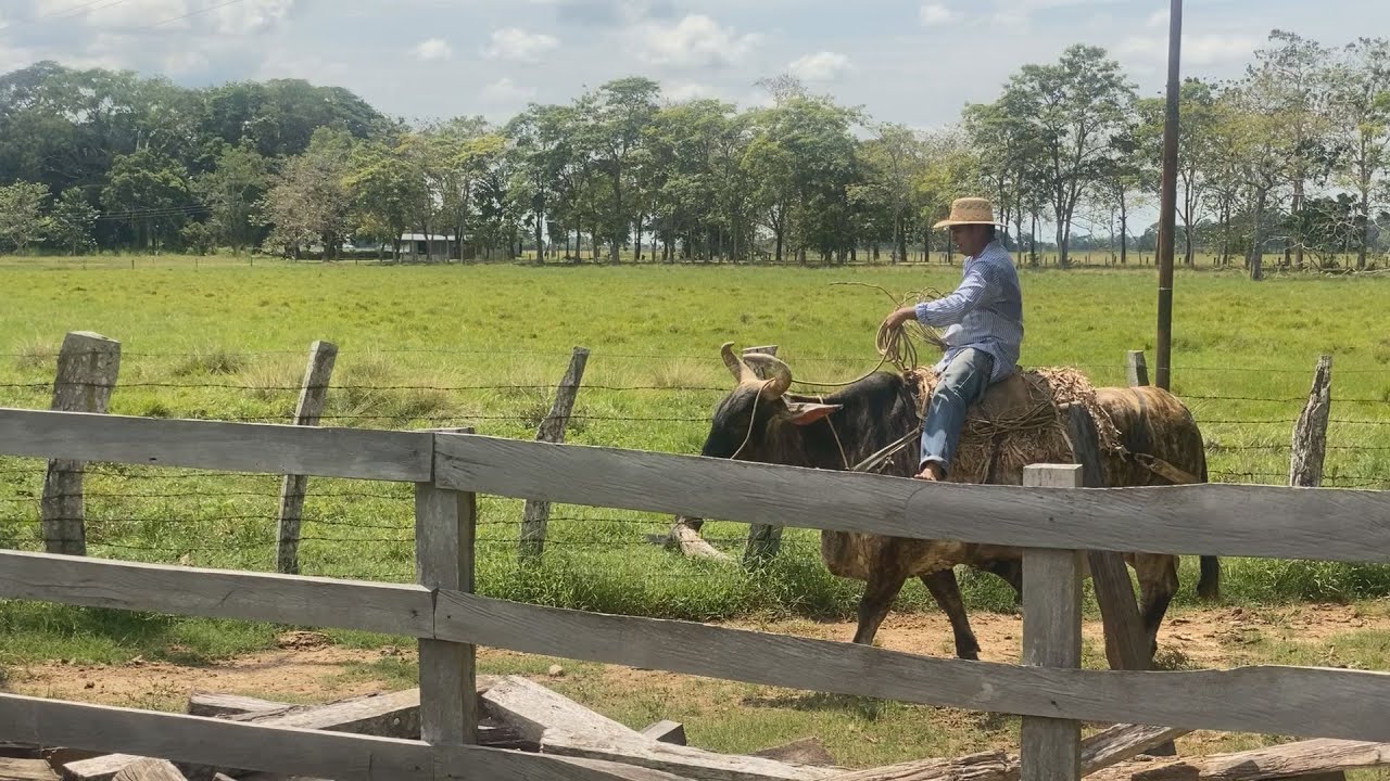 GUAYABOS VIRALES- Asdrúbal Cabrera- El Cantaclaro del Rio