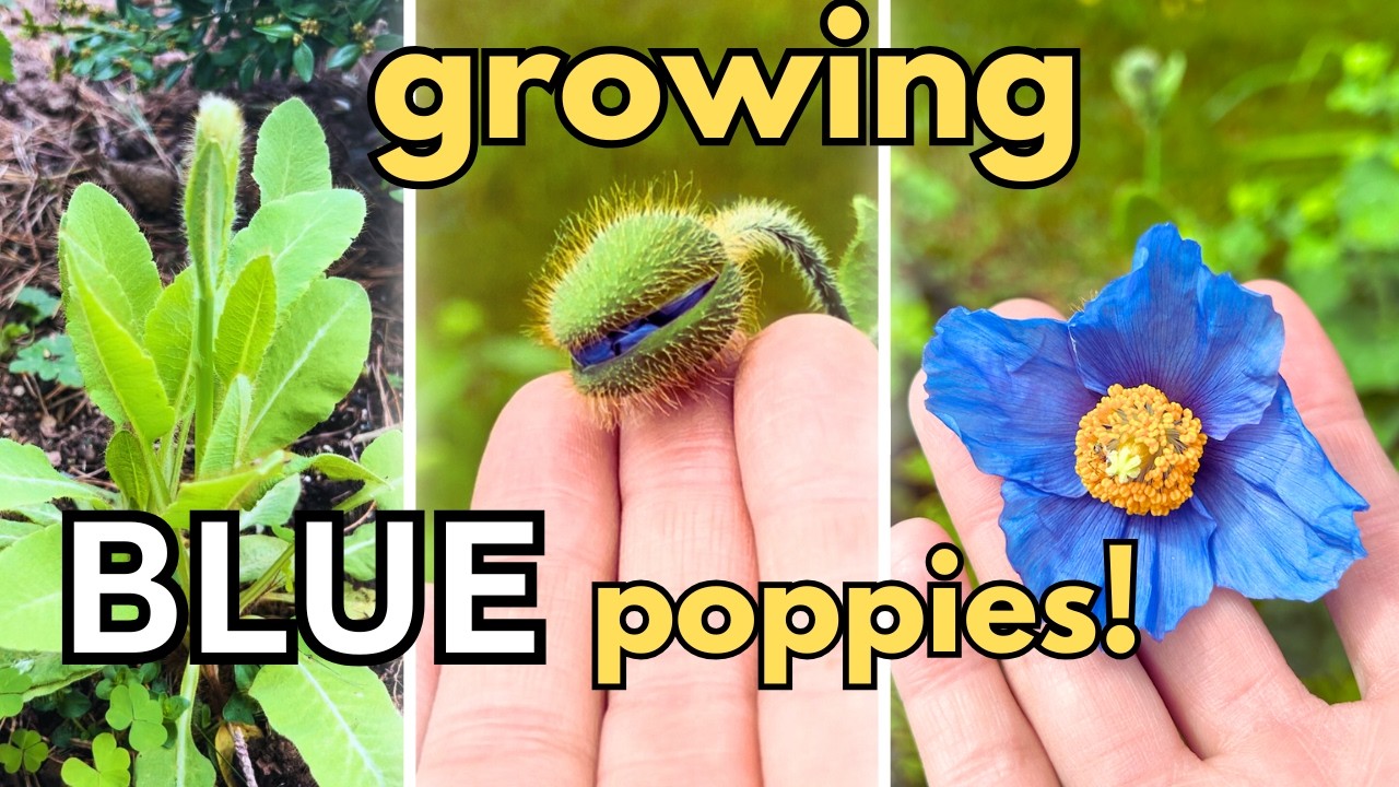 growing the BLUE poppy! Mecanopsis from seed.