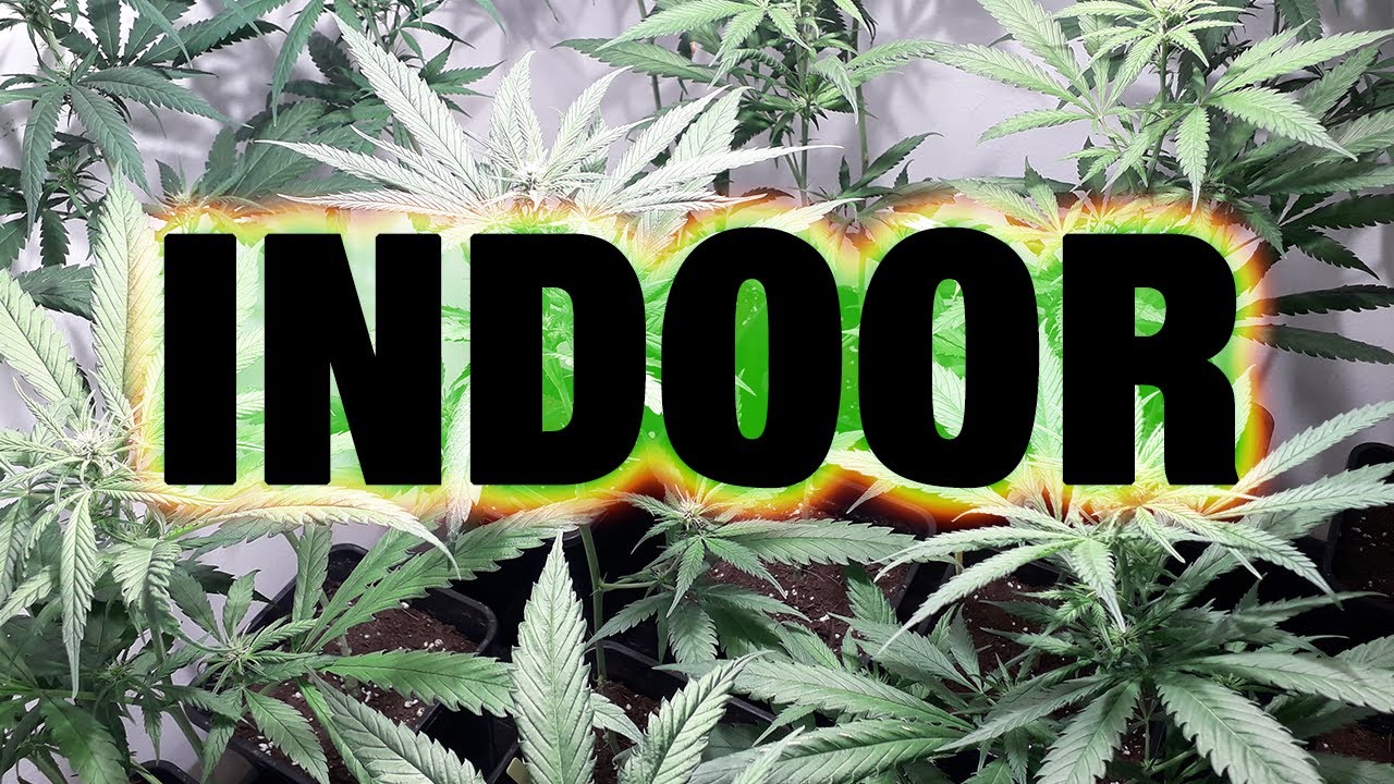 17&ordm; SEGUIMIENTO de 2&ordm; cultivo *INDOOR* 2020