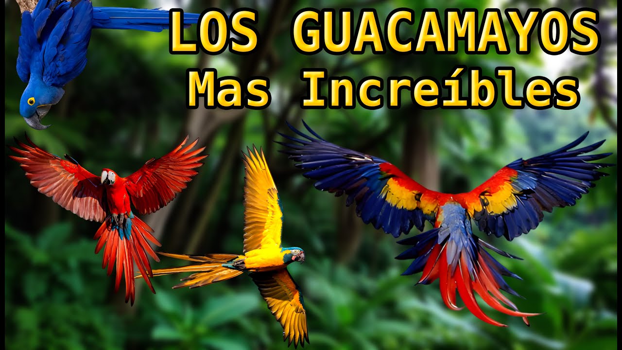 🦜Los Guacamayos mas Impresionantes del Mundo,