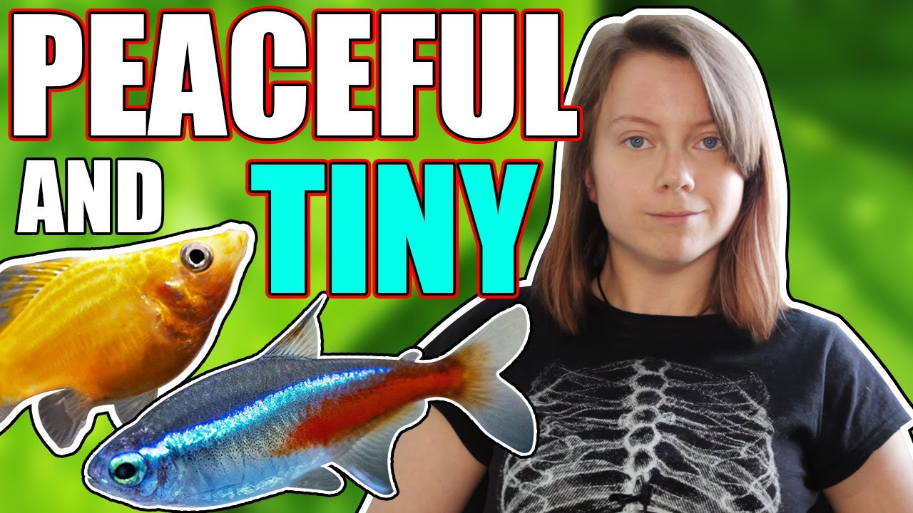 The 5 BEST Peaceful Nano Fish for Small Aquariums