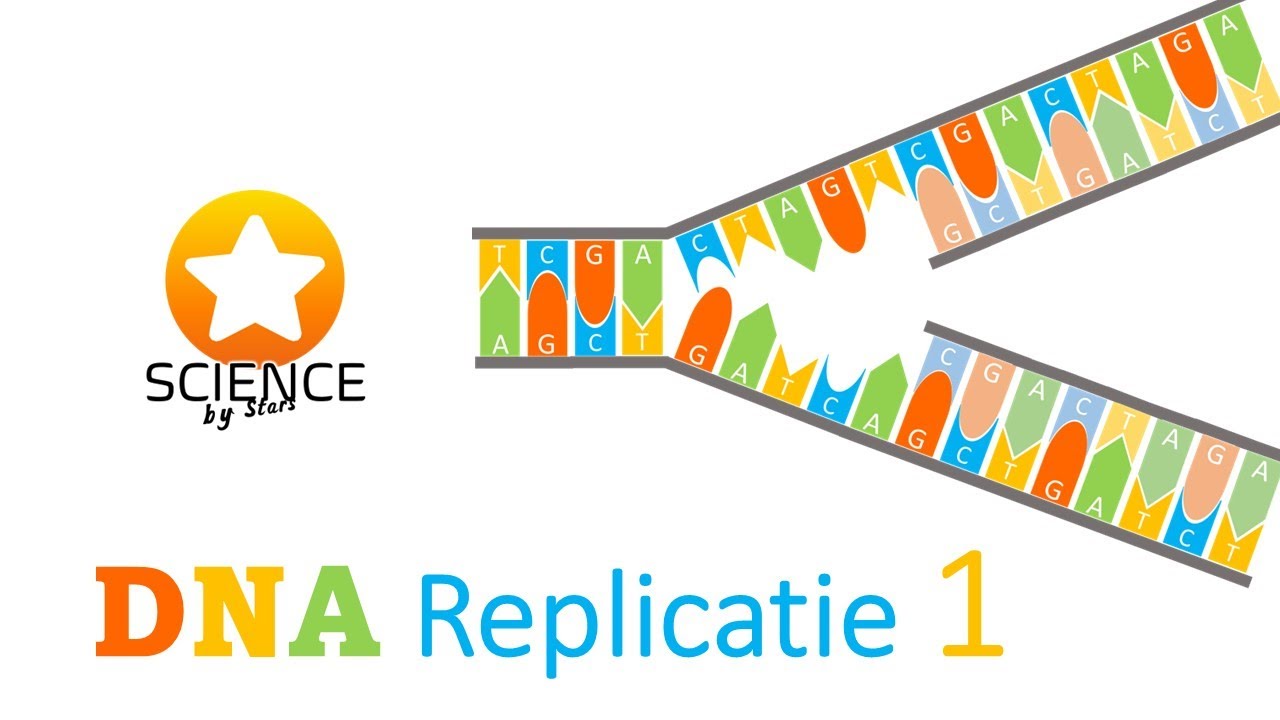 DNA REPLICATIE 1: semi-conservatief en plaats van replicatie in de celcyclus