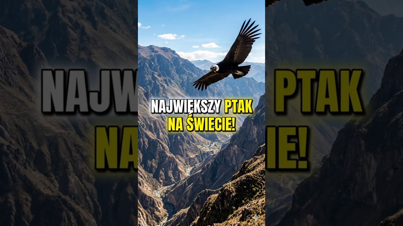 Miały być kondory&hellip; wyszło trochę inaczej
