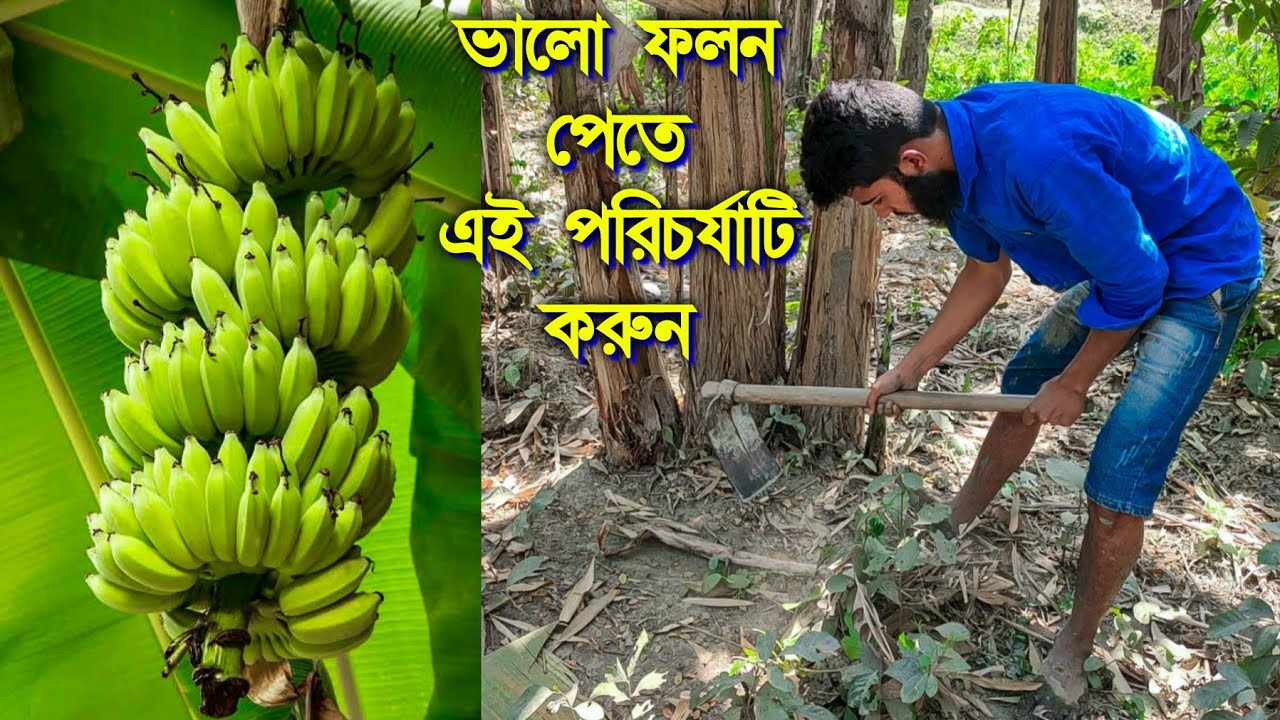 কলা গাছের পরিচর্যা | কলা চাষ পদ্ধতি | Caring for Banana Tree