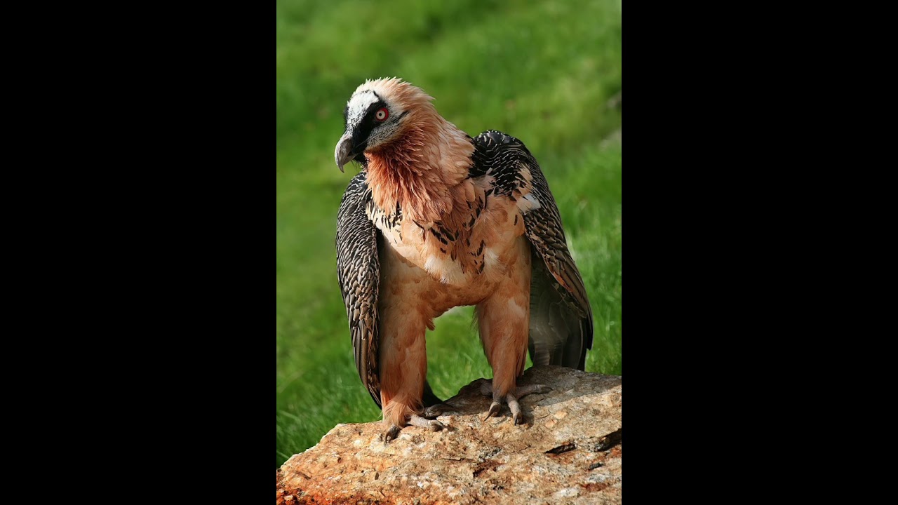 bearded vulture sounds