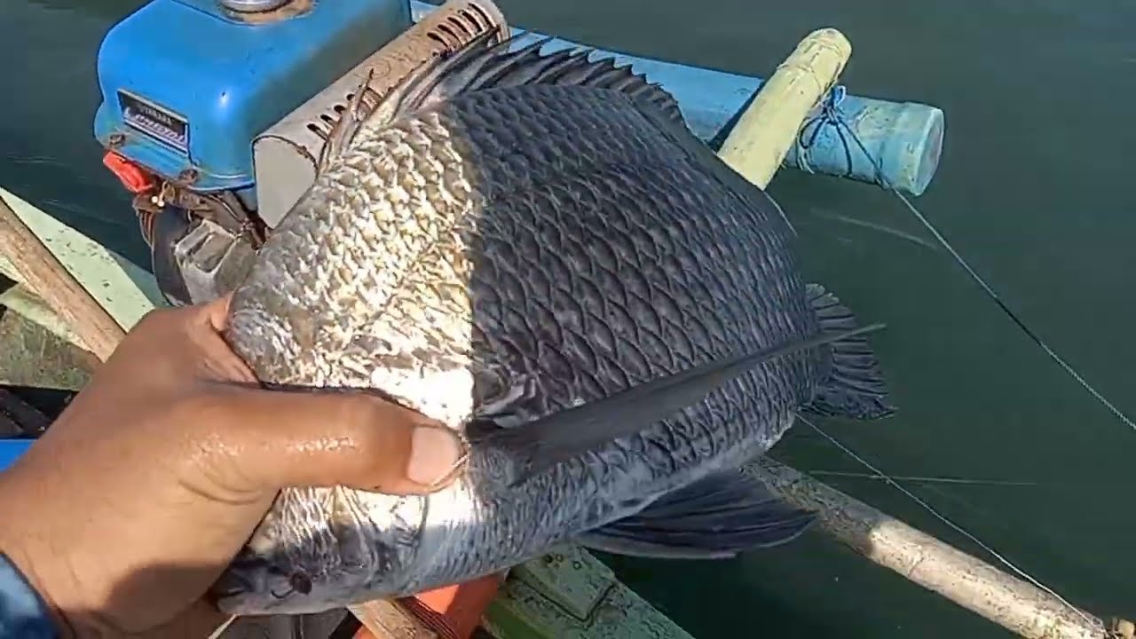 pesta strike di muara patok grajagan banyuwangi