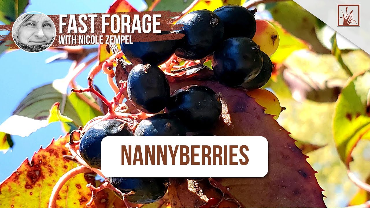 Nature's Candy: Всё о яркой ягоде-няньке