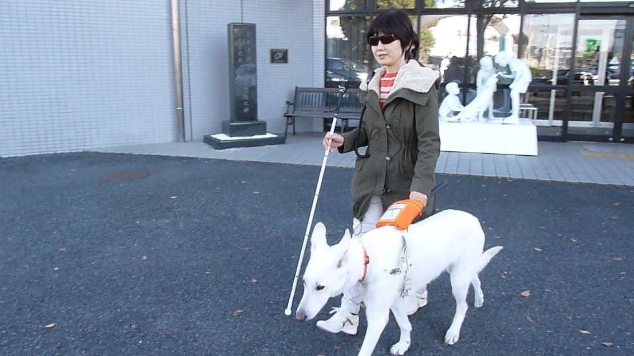 シェパードの盲導犬誕生　横浜、国内で唯一