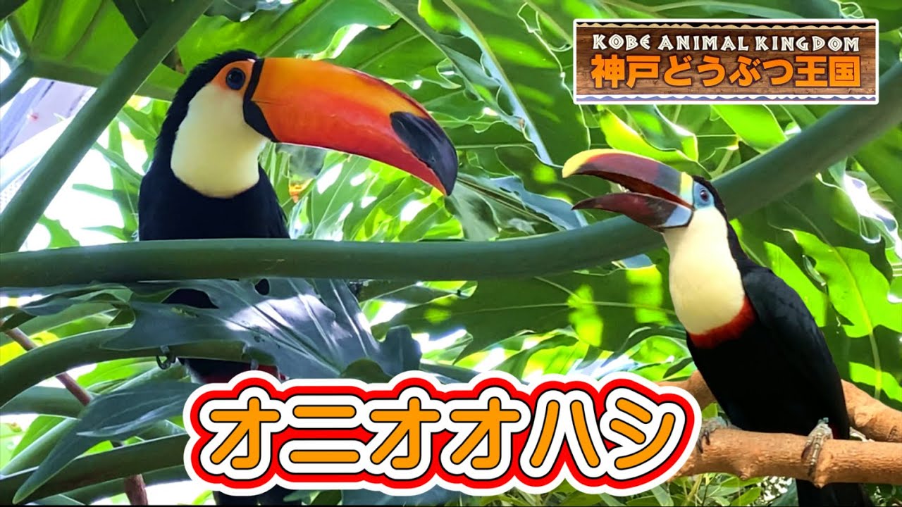 【神戸どうぶつ王国】オニオオハシとオオハシです。オオハシは専用の餌をやると手に乗ってきますが、別ゾーンのオニオオハシは見つけるのが大変でした。オニオオハシが食べてるのは飼育員さんが投げてるブドウです。