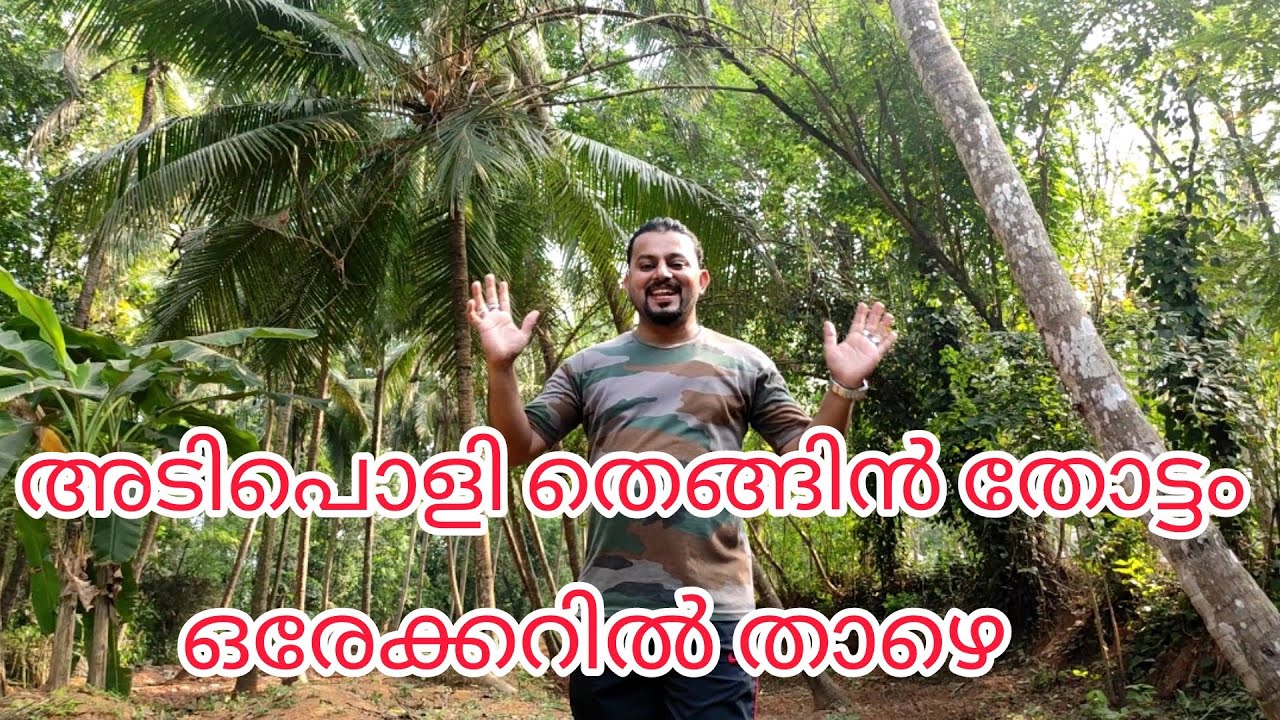 #NP793#തെങ്ങിൻ തോപ്പ് വില്പനക്ക്#ചെറിയ തോപ്പ്, റോഡ് സൗകര്യം#Coconut Garden for sale#Thengin thoppu#