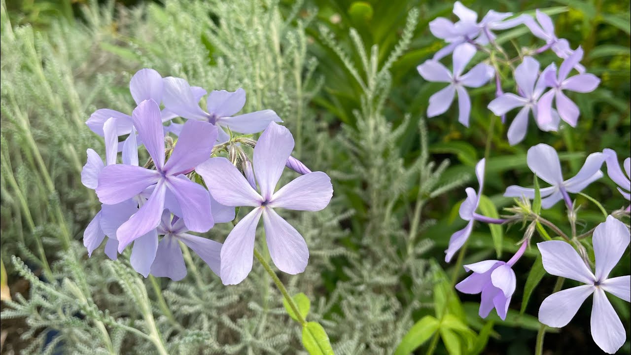Floks kanadyjski niebieski💙Azalie💜I WICIOKRZEW🌸💛💜🤍