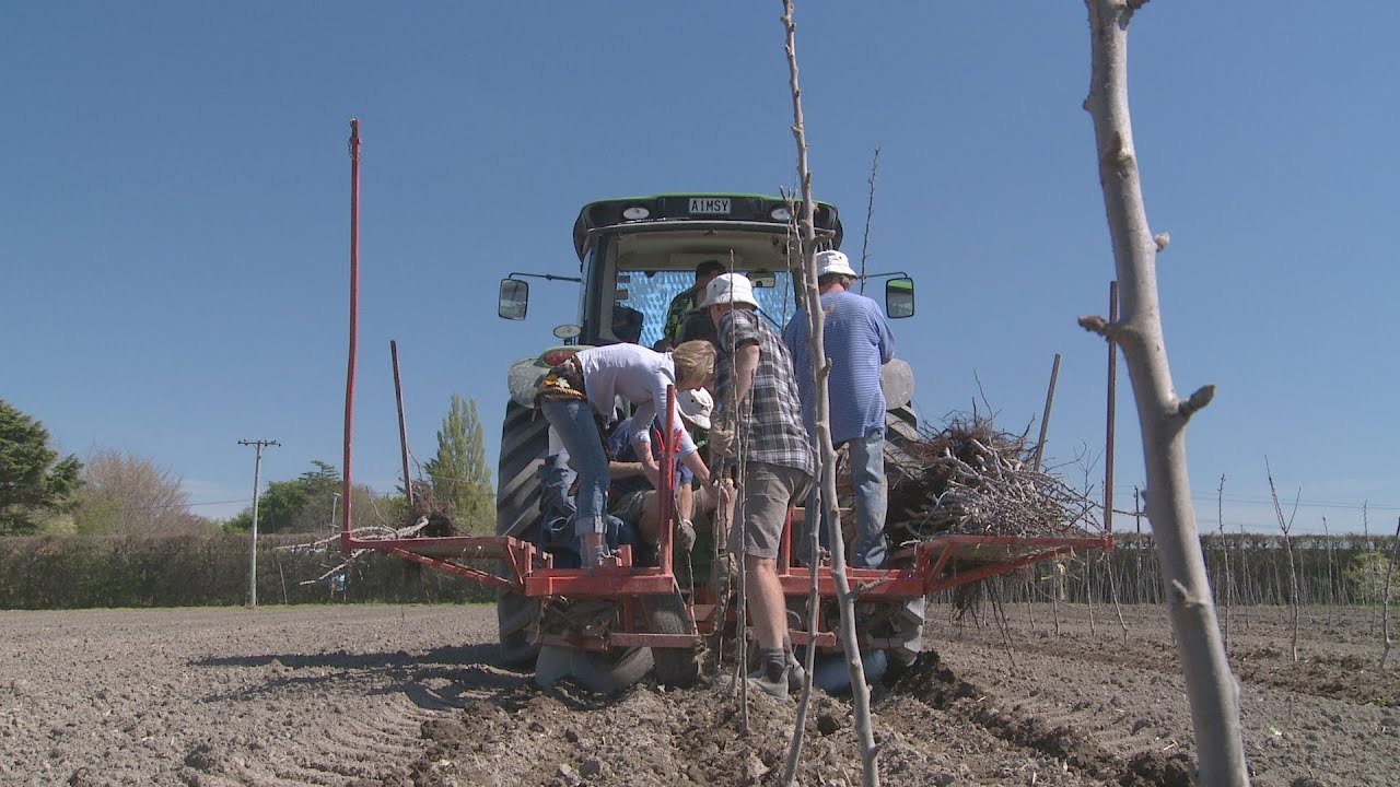 Mechanized  GPS assisted apple tree planting