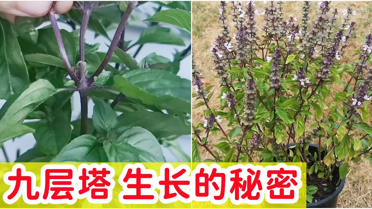 揭秘! 九层塔与罗勒的区别? 越种越多的秘密💡 如何免费得到九层塔种子, 九层塔英文是什么 How to grow lots of basil