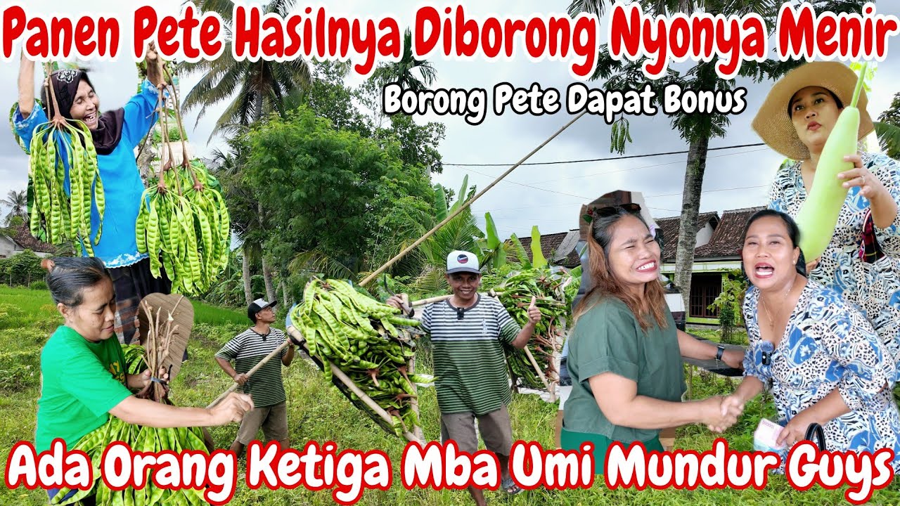 PANEN PETE LAGI DI KEBUN MAS PESI‼️MAMPIR DI RUMAH NYA PAK ASRI || HASIL PANEN DI BORONG MAK TINA