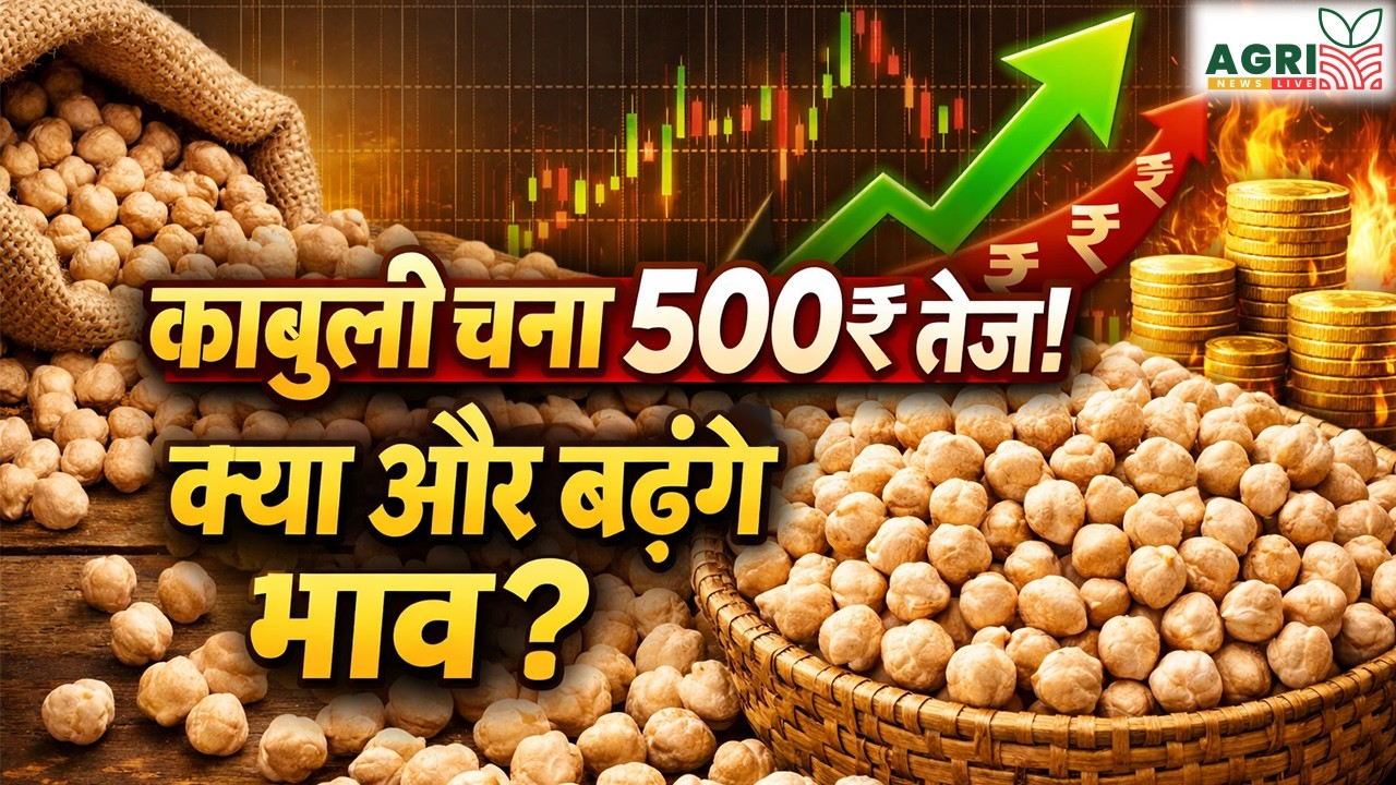 काबुली चना 500₹ तेज हुआ! | Kabuli Chana Bhav Today | Chana Market Update