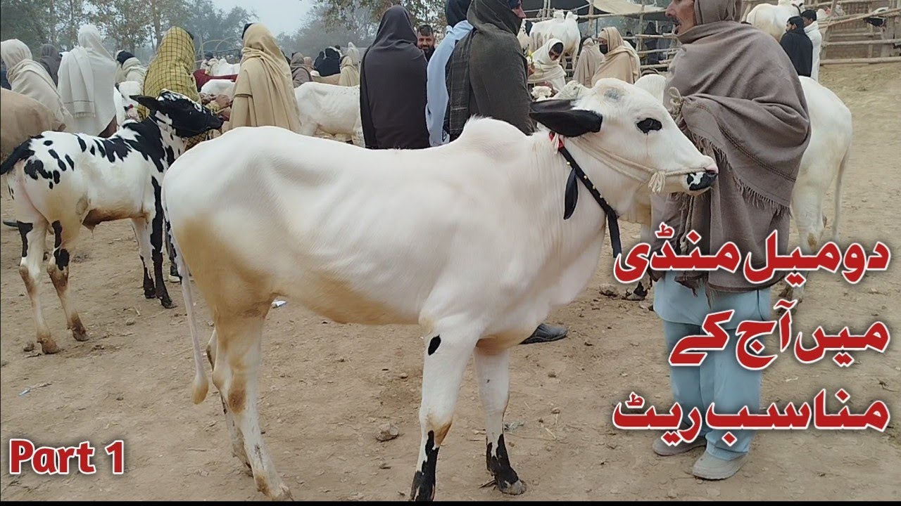 Today Domail Mandi 6/2/2026 Latest Fatehjangi Rate's Update@WahbullcrazyTaxila Mandi Qurbani 2026.27