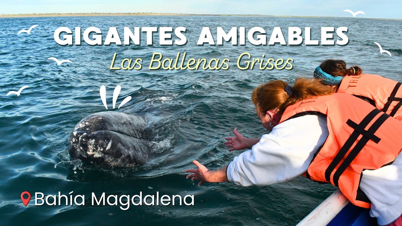 Ballenas Grises en Bahía Magdalena: El viaje de tu vida (Expedición de 2 días) 🚐🐋