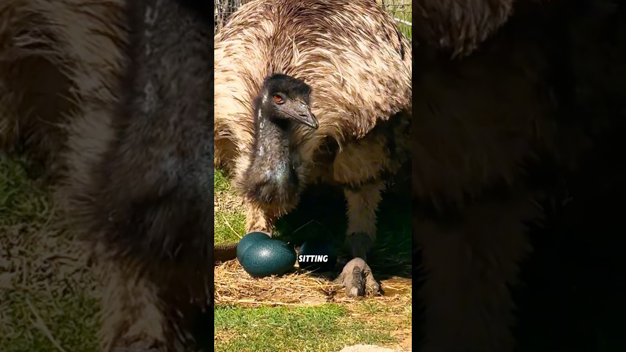 Эта птица немного нервная #животное #эму #смешное #милое