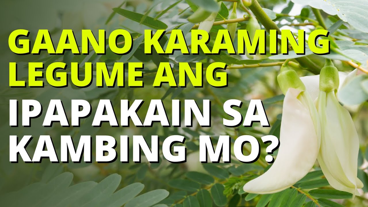 GAANO KARAMING LEGUME ANG IPAPAKAIN SA KAMBING MO?