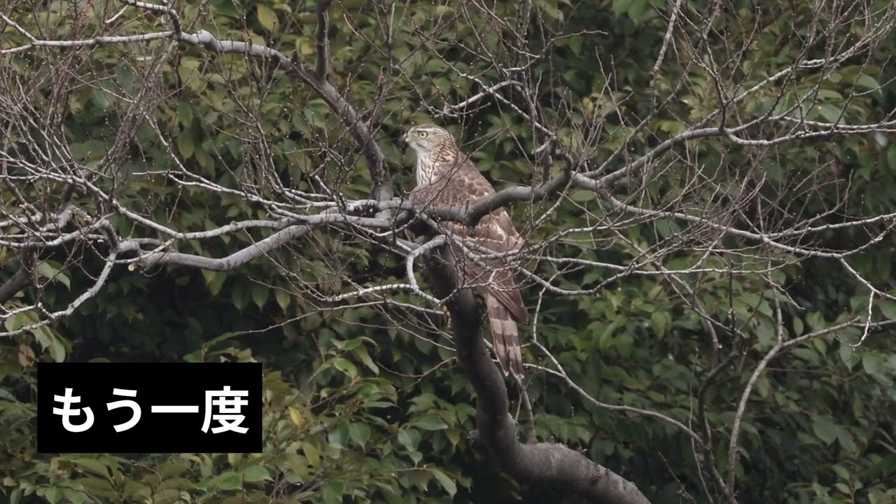 今日の鳥さんぽ　260214 18　メジロ、ヒヨドリ、ツグミ、カワセミ、ノスリ #birds,#鳥,#バードウォッチング,メジロ,ヒヨドリ,ツグミ,カワセミ,ノスリ,今日の鳥さんぽ