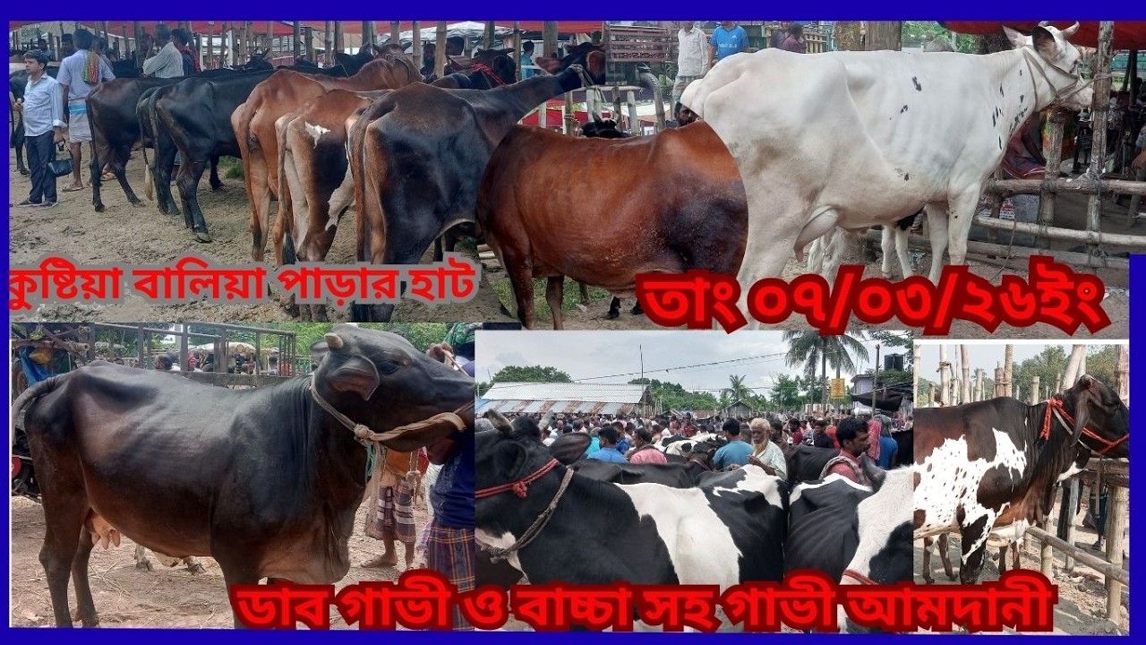 বাচ্চাসহ ওডাব গাভী সহ হাজারো গাভী গরু আমদানী বালিয়া পাড়া পশুহাট কুষ্টিয়া জেলা#cowpricein bangladesh#