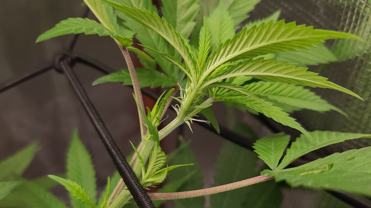 In House Grow 6 (Pre-Flowering Stage): Cannabis Plant
