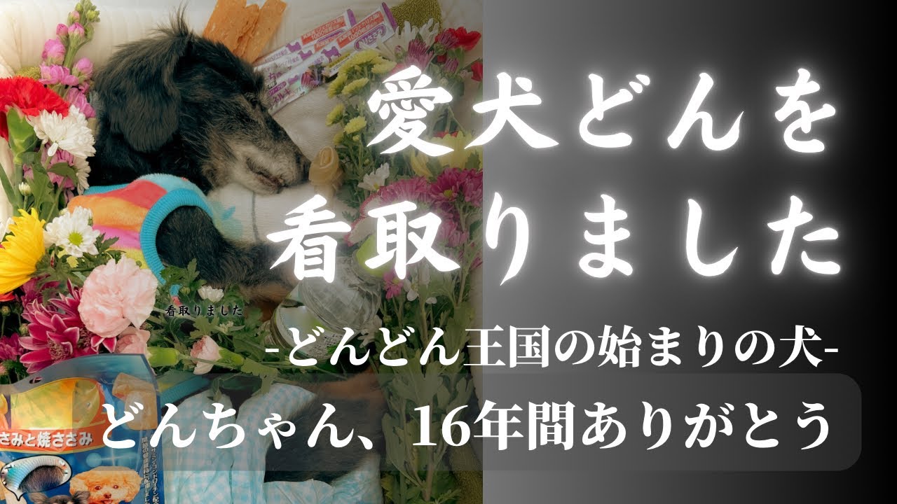 愛犬どんを看取りました　どんどん王国の始まりの犬どんちゃん、16年間ありがとう