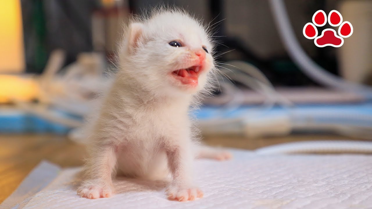 Котенок-спасатель, 7-й день, очистился после удаления клещей в клинике.