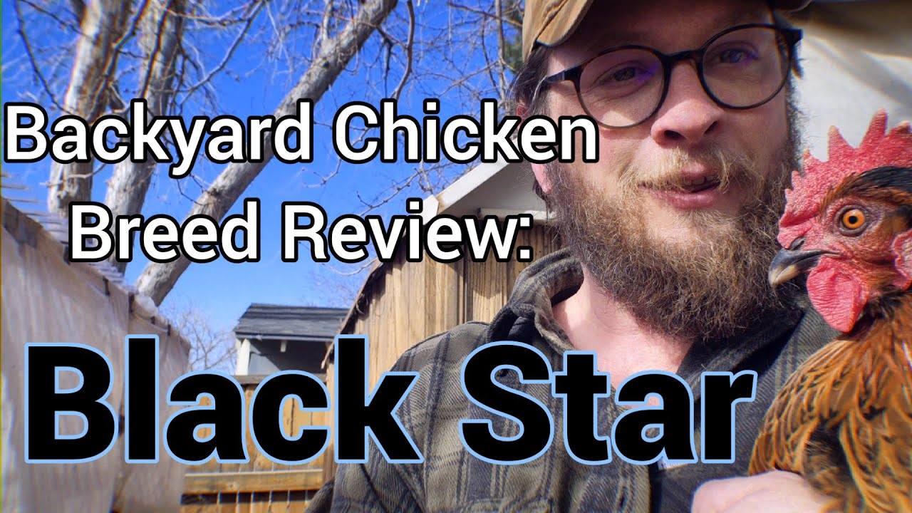 Backyard Chicken Breed Review: Black Star Hens (aka Sex-link or Black Rock)