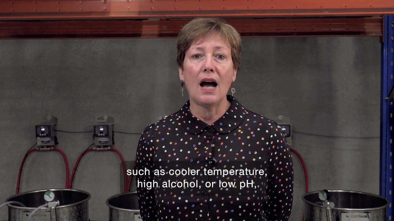 Eveline discusses Lalvin VP41