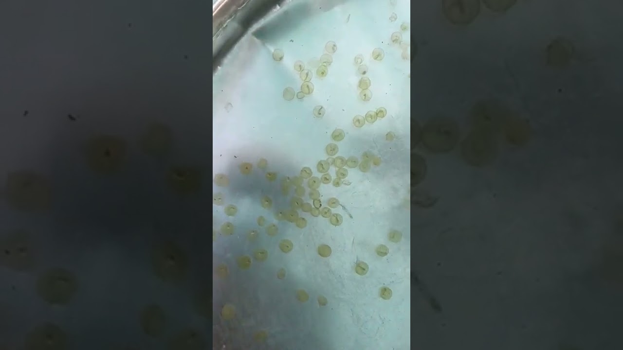 Grass Carp fish Spawn in Fish Eggs.