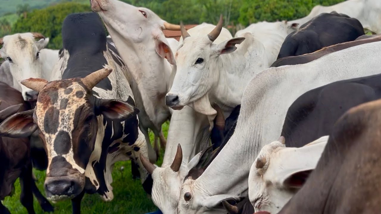 MATERNIDADE LOTADA! Muitas vacas prestes a parir — você não vai acreditar!